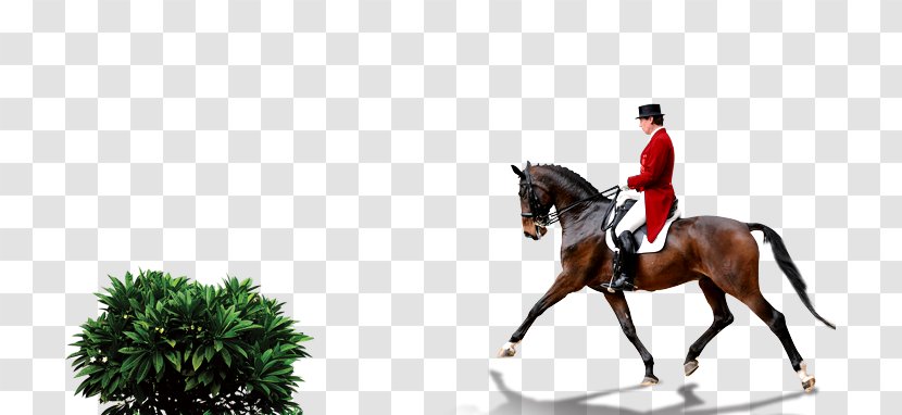 Horse 2014 FEI World Equestrian Games Equestrianism Dressage - Photography - Riding Transparent PNG