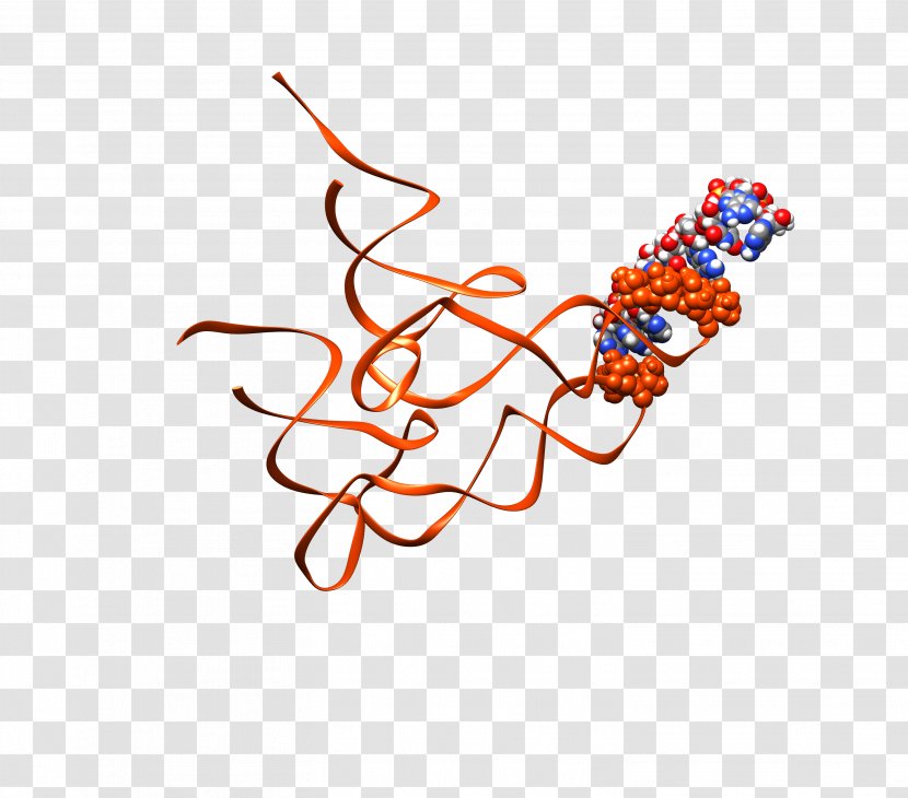 Ribosome Transfer RNA Protein Biosynthesis Messenger - Student - Pattern Transparent PNG