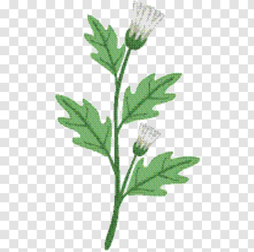 Plants Background - Sweet Cicely - Plant Transparent PNG