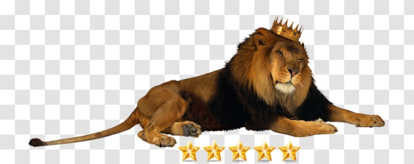 Lion Crown Jaguar King Of The Animals Clip Art - Terrestrial Animal Transparent PNG
