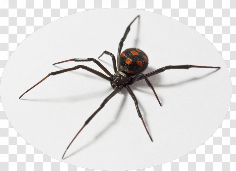 Spider Latrodectus Tredecimguttatus Southern Black Widow Dinosaur Planet Nesticodes - Pest Transparent PNG