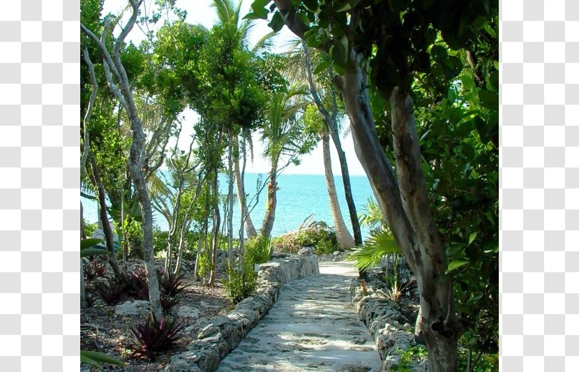 Botanical Garden Rainforest Flora Nature Reserve Vegetation - Landscape - Coral Sea Transparent PNG