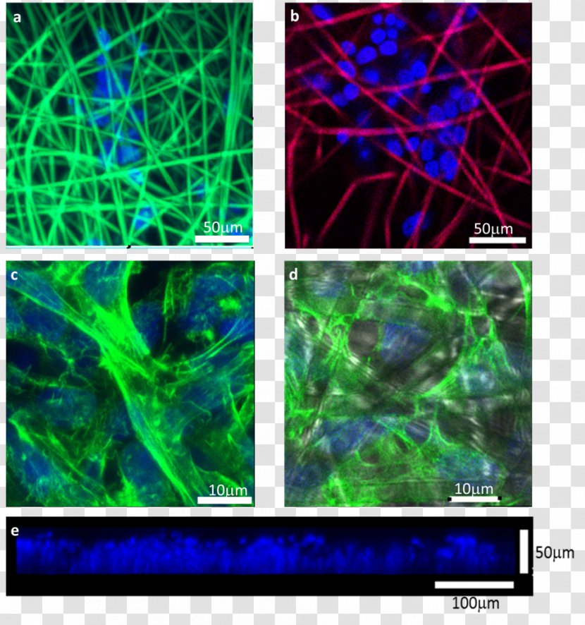 Electrospinning 3D Cell Culture Staining Confocal Microscopy - Organism - Microscopic Cancer Cartoon Transparent PNG