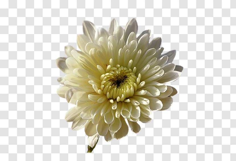 Chrysanthemum Transvaal Daisy Nursery Rhyme Cut Flowers Star - Petal Transparent PNG