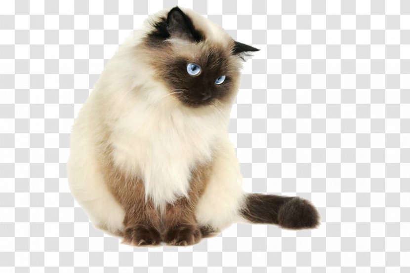 Himalayan Cat Siamese Persian Kitten Sphynx - Cool Transparent PNG