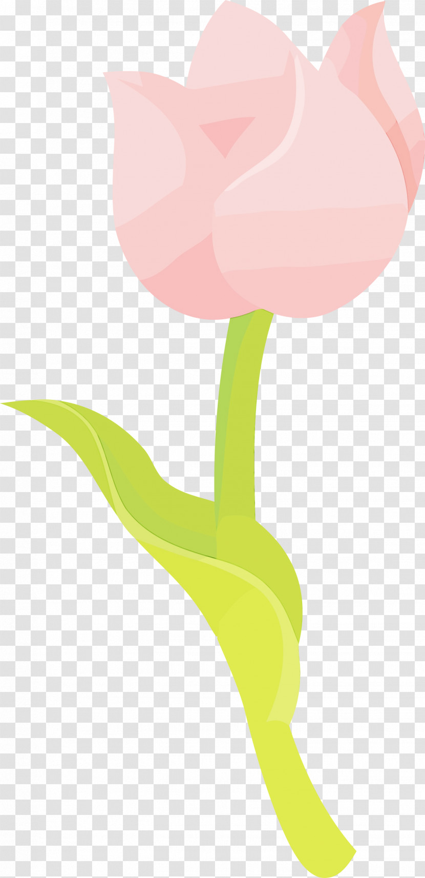 Flower Plant Stem Leaf Petal Tulip Transparent PNG