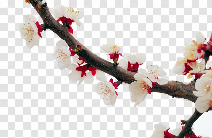 Cherry Blossom Apricot Plum Flower - Petal - White Transparent PNG