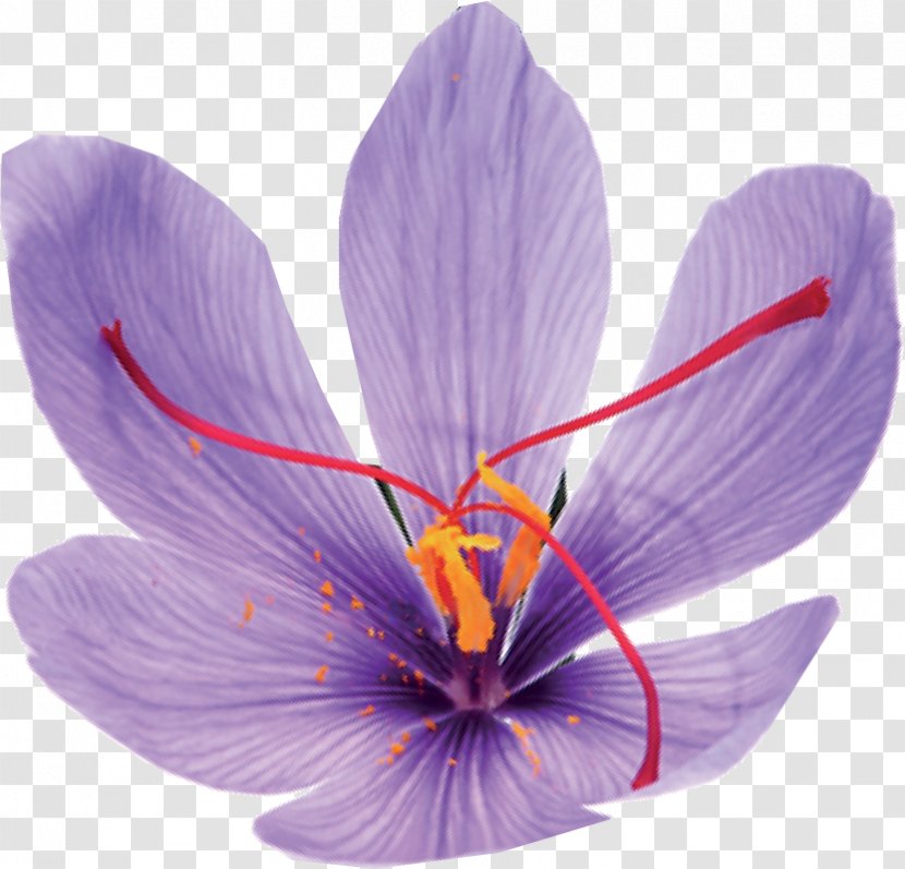 Saffron Crocus Safranbolu S.M.M.M. Tekstilkent Caddesi - Violet Transparent PNG