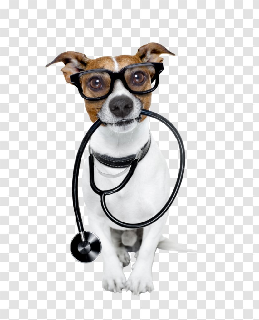 Dog Cat Pet Veterinarian Health - Vaccination Of Dogs - Miniature Fox Terrier Transparent PNG