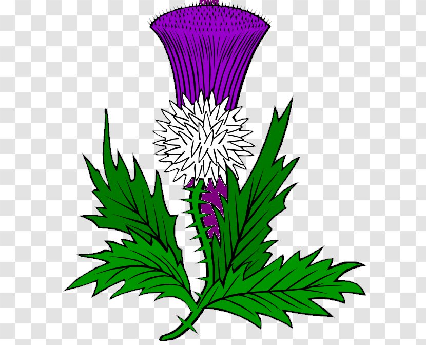 Thistle Scotland Clip Art - Flowering Plant Transparent PNG