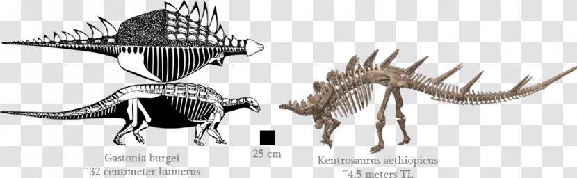 Dinosaur Line Art Animal Legendary Creature - Skeleton Transparent PNG