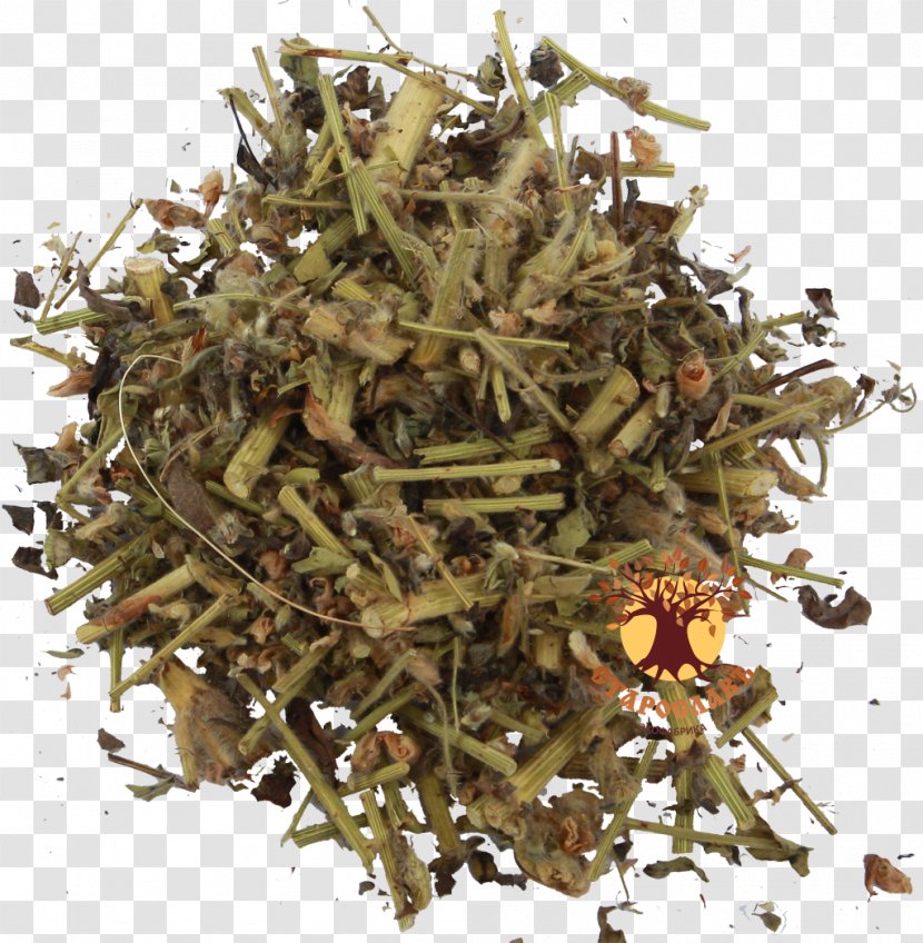 Green Tea Sweet Wormwood Herbaceous Plant Transparent PNG