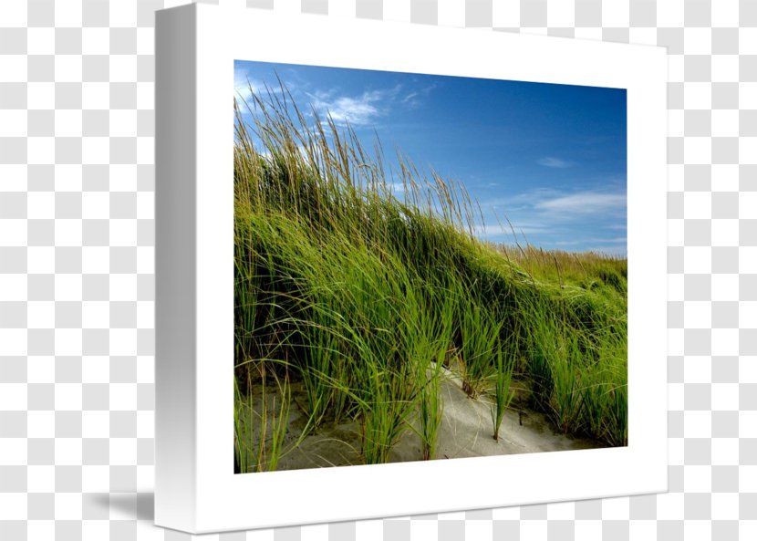 Ecosystem Meadow Energy Picture Frames - Frame - Beach Grass Transparent PNG