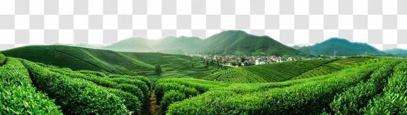 Flowering Tea Yum Cha Da Hong Pao Tieguanyin - Hill - Large Green Fields Transparent PNG