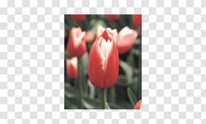Tulip Petal Close-up Plant Stem Transparent PNG