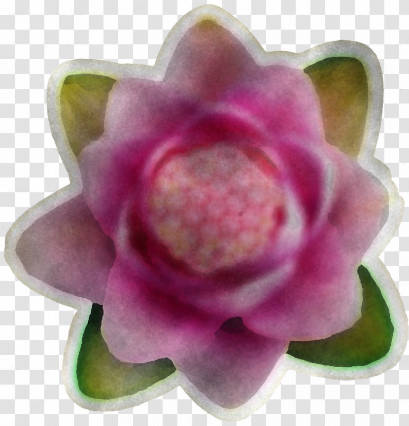 Petal Pink Flower Plant Violet - Aquatic - Lotus Family Transparent PNG