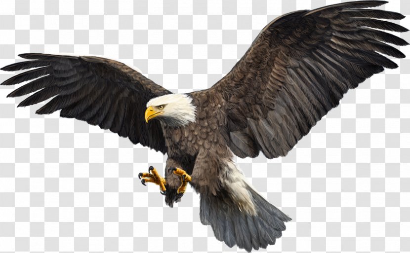 Bald Eagle Bird Hawk Par Sefid Transparent PNG