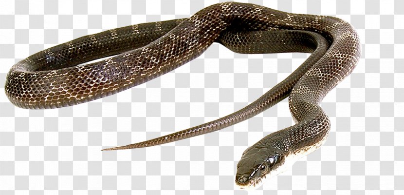 Snake Green Anaconda Reptile Vipers Cobra Transparent PNG