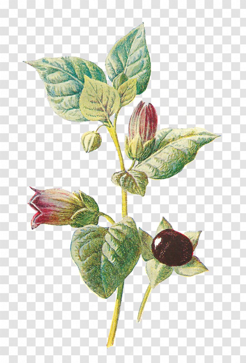 Belladonna Botany Plant Flower Botanical Illustration - Wildflower - Romantic Camellia Transparent PNG