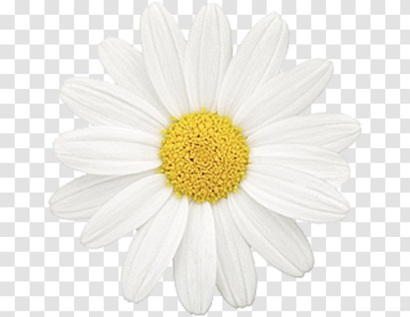Common Daisy Flower Chamomile Oxeye Family - Dahlia Transparent PNG