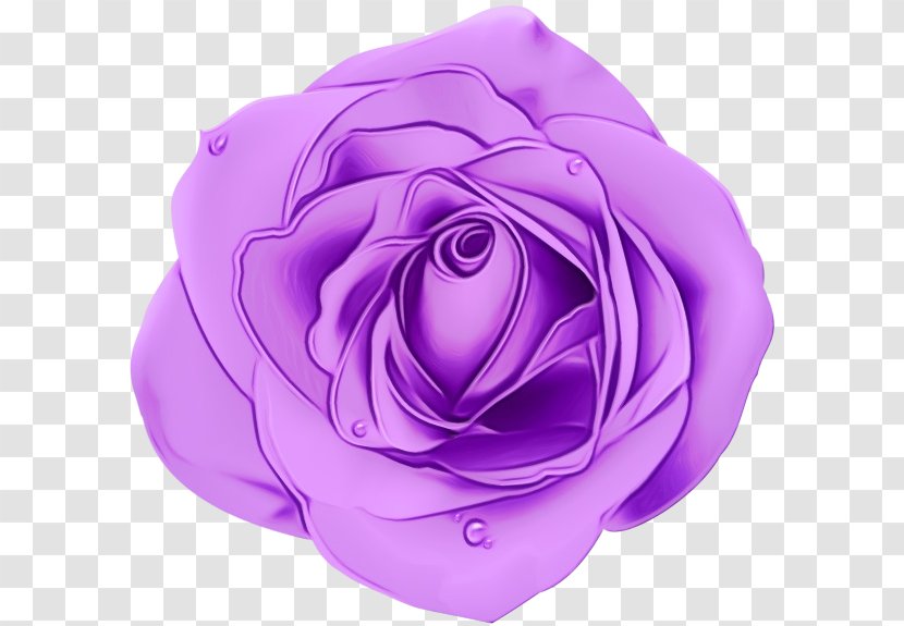 Garden Roses - Pink - Rose Family Flower Transparent PNG