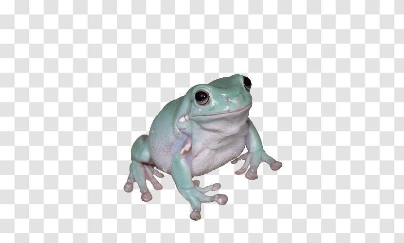 Australian Green Tree Frog Amphibian True - Australasian Treefrogs - Bearded Dragon Transparent PNG