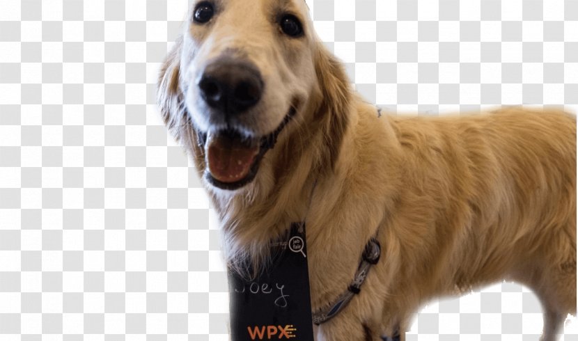 Golden Retriever Dog Breed Companion Snout Transparent PNG