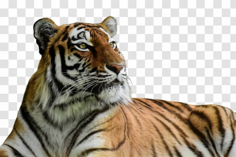 Tiger Wildlife Bengal Siberian Terrestrial Animal - Whiskers Transparent PNG