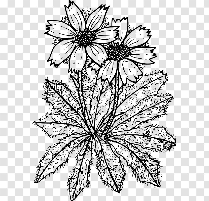 Floral Design Coloring Book Cut Flowers - Monochrome - Chrysanthemum Transparent PNG