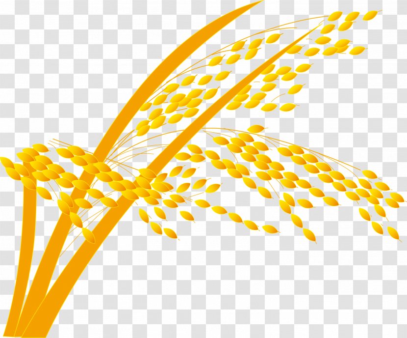 Rice Gadu Paddy Field - Point - Paddy,Rice,Rice,Rice,Hedao Transparent PNG