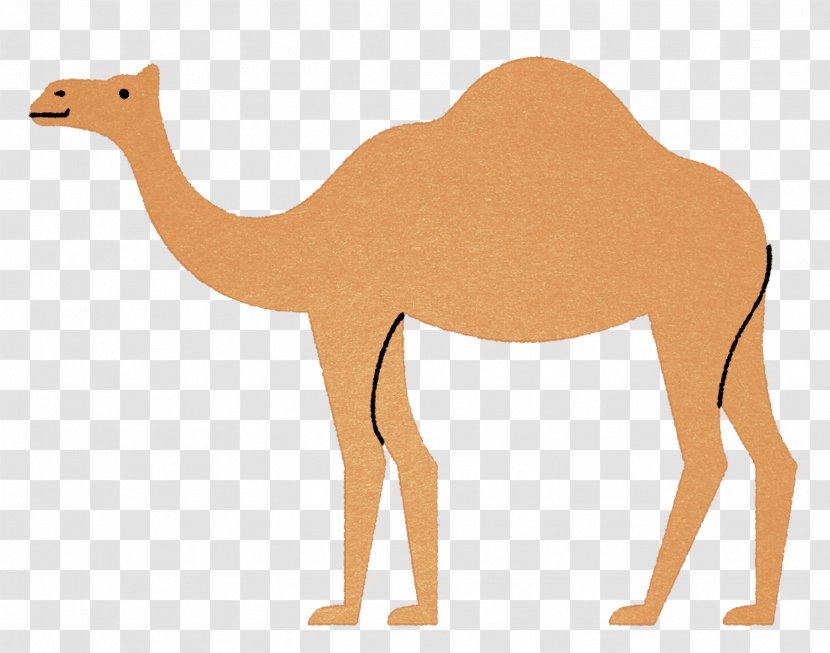 Dromedary Fauna Pack Animal Ecoregion Graphic Design - Camel Transparent PNG
