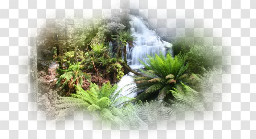 Flora Vegetation Triplet Falls Water Desktop Wallpaper - Computer Transparent PNG