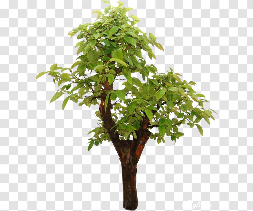 Tree Branch Bonsai Chinese Sweet Plum Japanese Maple - Sageretia Transparent PNG