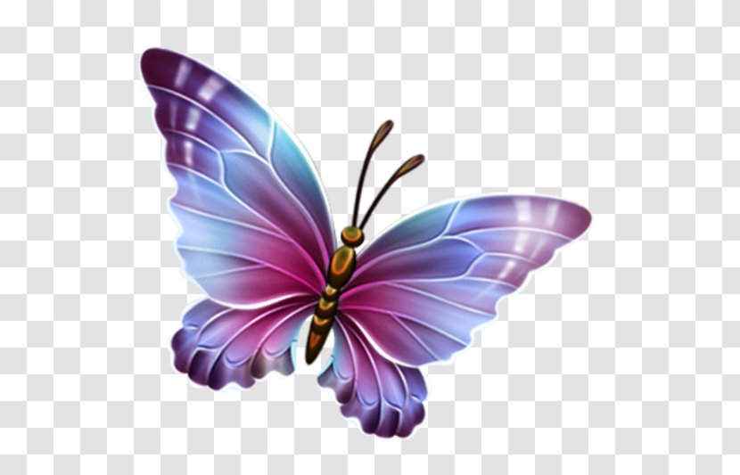 Butterfly Clip Art - Insect - Buterfly Transparent PNG