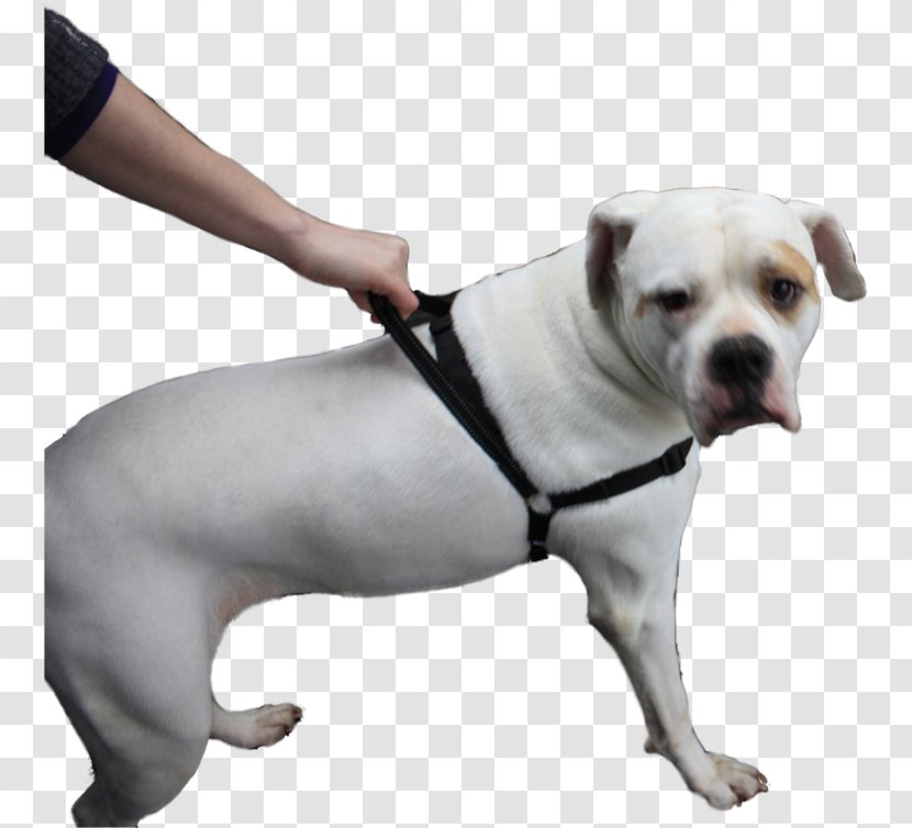 American Bulldog Dog Breed Olde English Bulldogge Boxer - Dogcart - Animal Transparent PNG