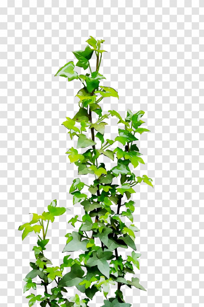 Clip Art Common Ivy Illustration Vine Drawing - Flowering Plant Transparent PNG