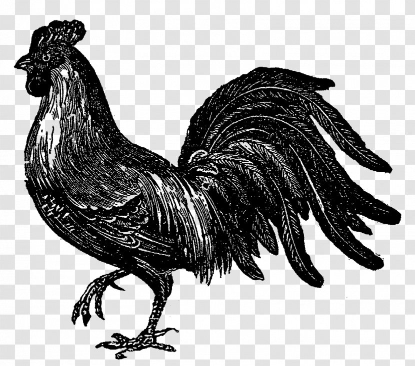 Rooster Chicken Image Drawing Illustration - Wing Transparent PNG