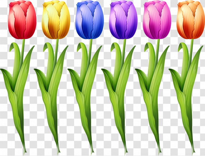Tulip Euclidean Vector Flower Illustration - Plant - Colorful Tulips Transparent PNG