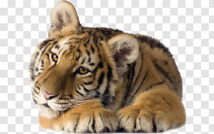 Cat Desktop Wallpaper Lion Siberian Tiger - Display Resolution Transparent PNG