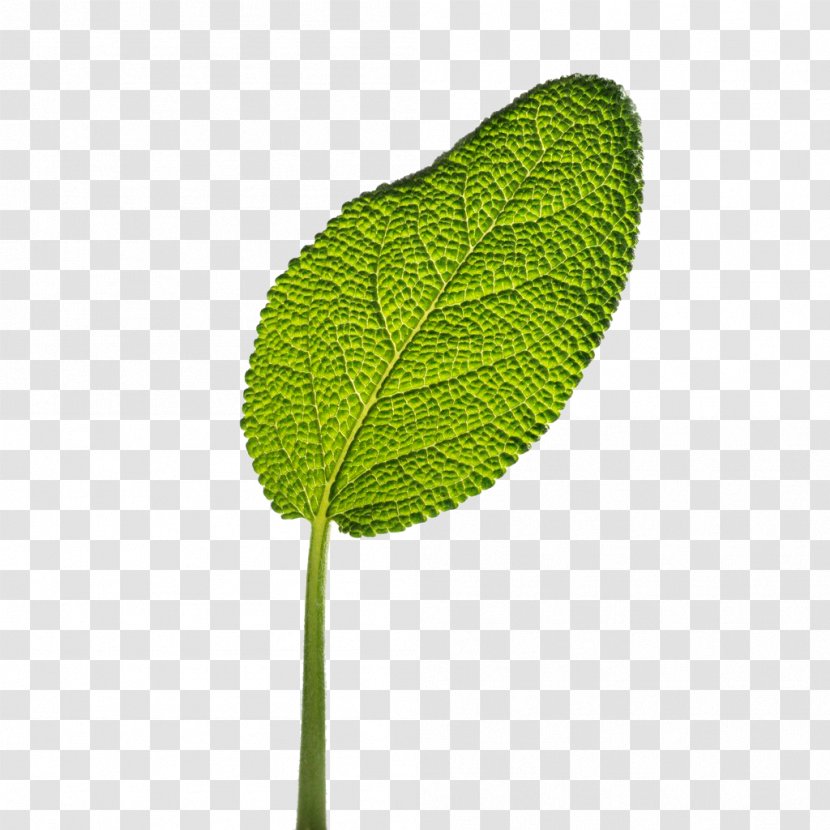 Leaf Common Sage Herb - Green - Leaves Transparent PNG