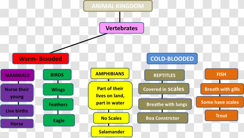 Concept Map Invertebrate Animal - Diagram Transparent PNG