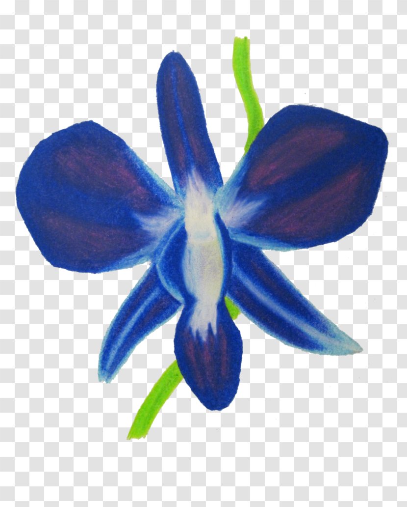 Moth Orchids Drawing Blue Transparent PNG