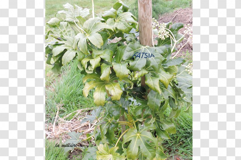 Tree Shrub Herb Flower - Plant - Nandina Domestica Thunb Transparent PNG