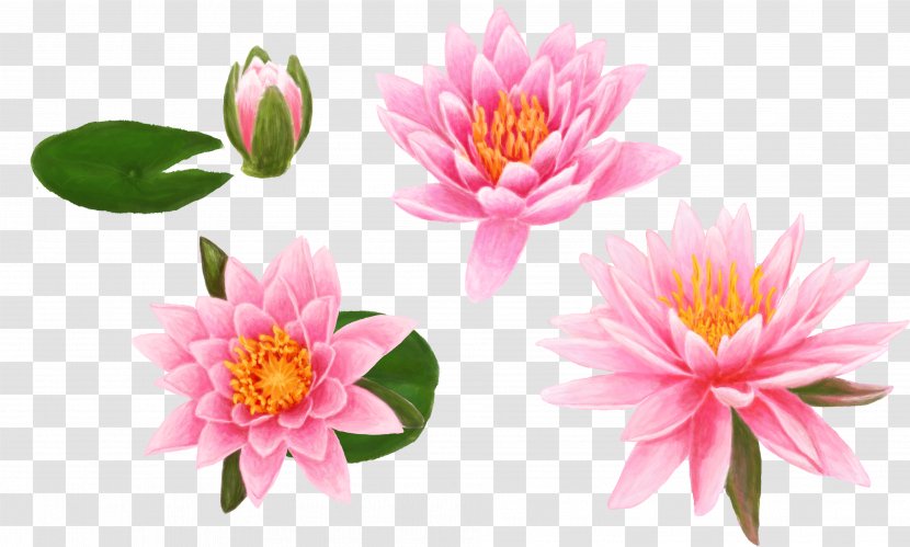 Egyptian Lotus High-definition Television Desktop Wallpaper Lilium Video - Mobile Phones - Color Hand-painted Transparent PNG