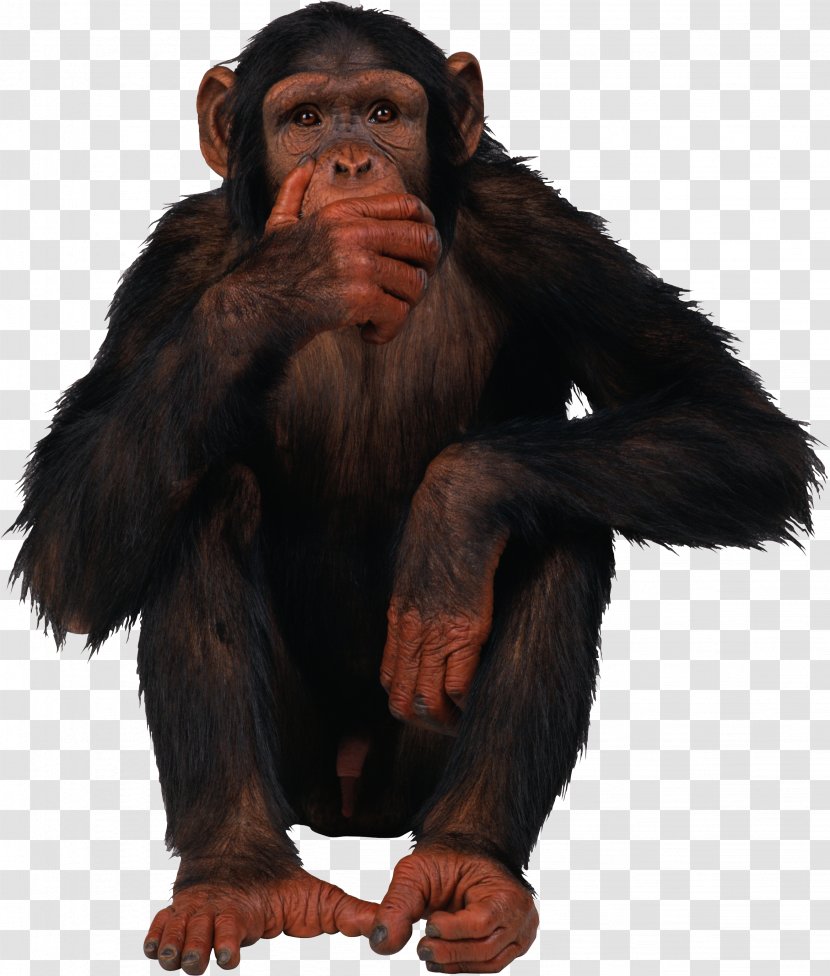 Primate Monkey Common Chimpanzee - Fur Transparent PNG