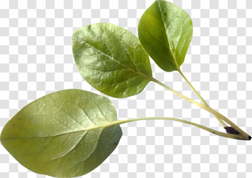 Leaf Branch Twig - Green Leaves Transparent PNG