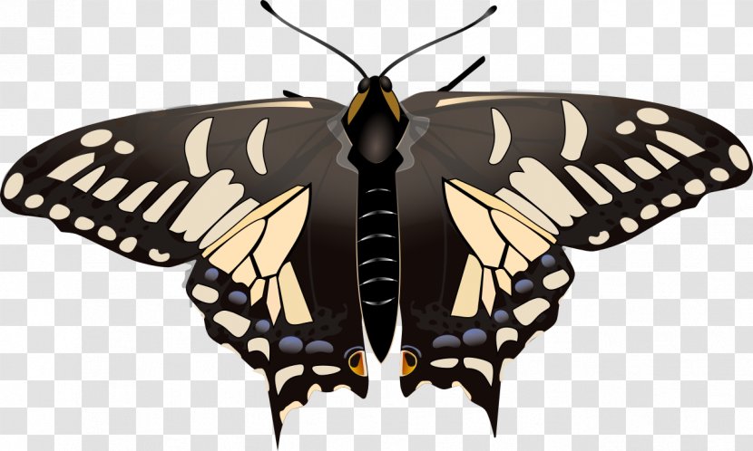 Swallowtail Butterfly Insect Papilio Zelicaon - Alexanor - Anise Vector Transparent PNG