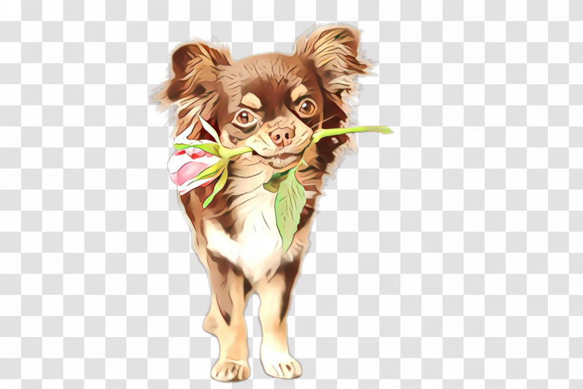 Dog Puppy Chihuahua Russkiy Toy Companion Dog Transparent PNG