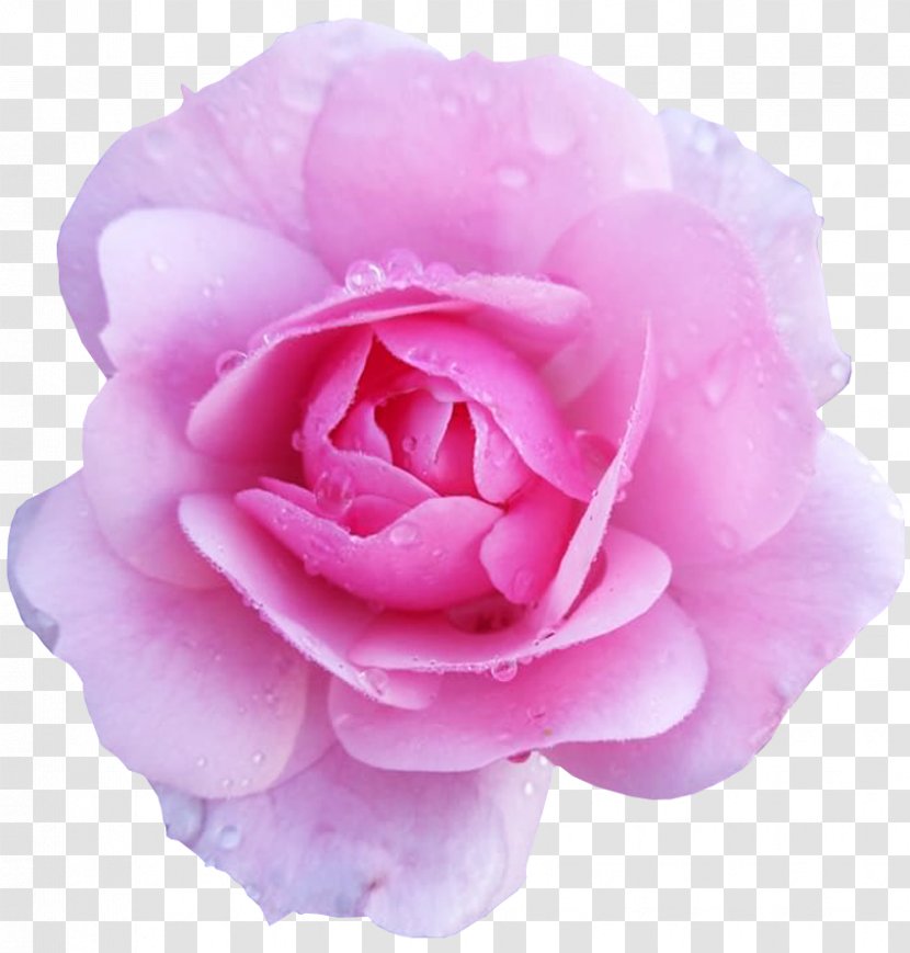Flower Rose Pink Desktop Wallpaper Transparent PNG