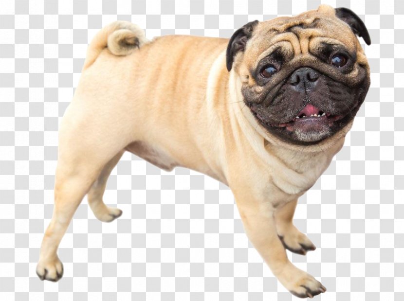 Pug Bull Terrier Bulldog Puppy Fawn - Dog Breed - Shapi Side Transparent PNG